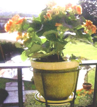 FIORIERA DA BALCONE FERRO PLASTICATO NERO CON VASO CERAMICA *17